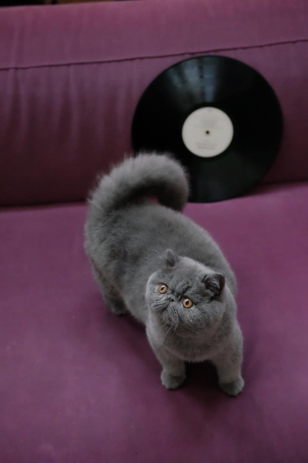 otto et un disque